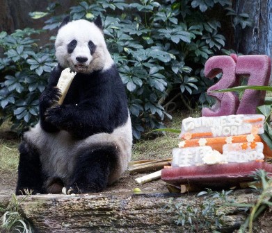 Самая старая панда в мире отметила 37-летие
