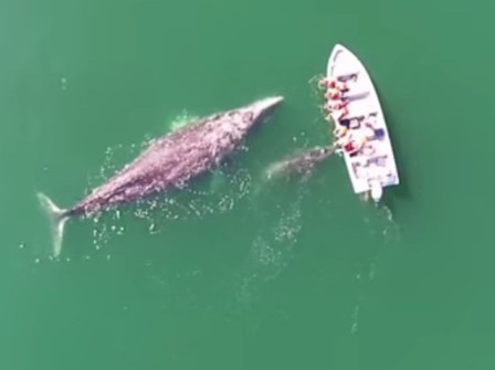 Огромные киты подплыли к туристам