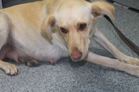 В Воронеже спасли собаку, которая два дня просидела замурованная в яме