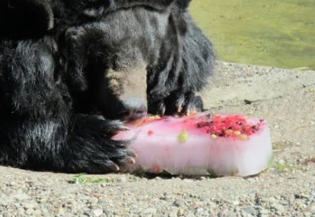 Зверей Калининградского зоопарка спасают от жары водой и мороженым