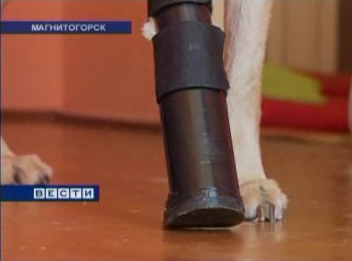 В Магнитогорске для бездомного пса создали 3D-протез