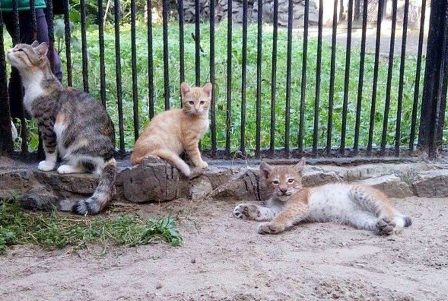 Кошка заменила рысенку маму в зоопарке Новосибирска