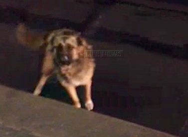 В московском метро полицейский спас собаку, упавшую на пути