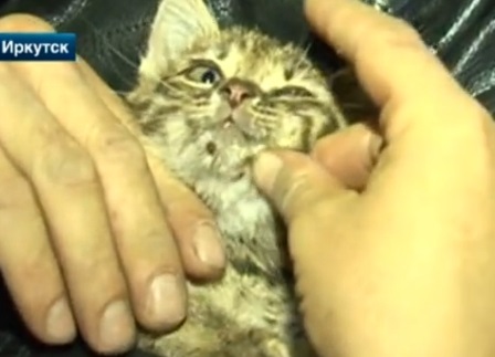 Слесари Иркутска спасли маленького котенка