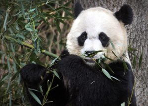 В Национальном зоопарке США родились два детеныша панды