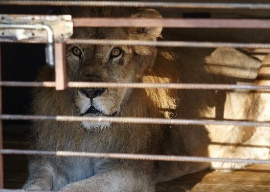 Спасенного из зоопарка в Уссурийске льва лечат с помощью мясной диеты