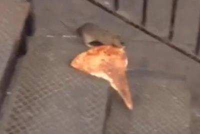 В Нью-Йорке укравшая кусок пиццы крыса стала героем соцсетей