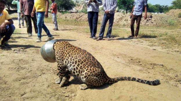 В Индии спасли леопарда, застрявшего головой в сосуде для воды