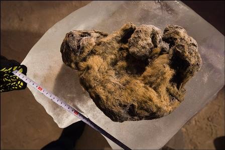 В Якутии показали уникальные останки пещерных львят