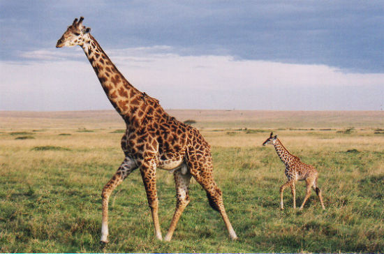 Как жирафы обрели длинную шею?