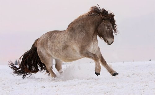 Ученые выяснили, как якутские лошади выживают в 70-градусные морозы