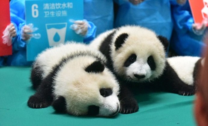 В Китае впервые показали 13 малышей панд, рожденных в этом году