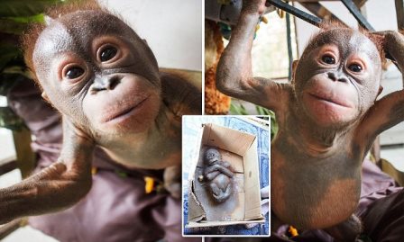 Маленький орангутан идет на поправку после того как был найден умирающим в картонной коробке