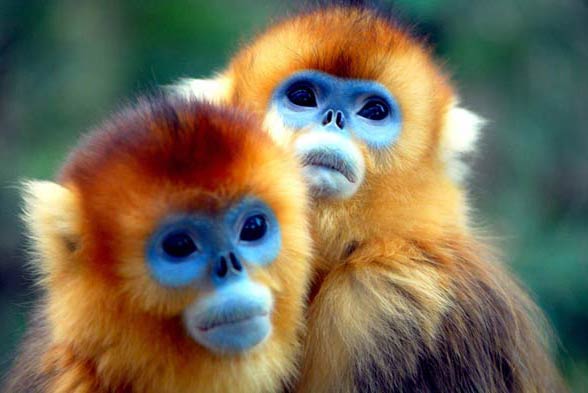 В Китае растет популяция золотистых курносых обезьян