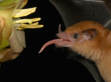 Ученые узнали, как травоядная летучая мышь пьёт нектар