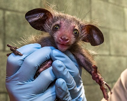 В зоопарке Сан-Диего родился детеныш редкой руконожки ай-ай