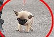Самой маленькой собакой в мире может стать мопс