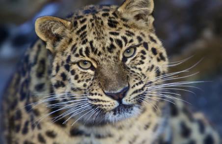 50 тигров и леопардов имеют двойное русско-китайское 