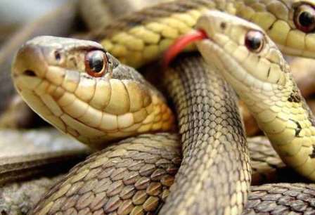 Ученые объяснили отсутствие конечностей у змей