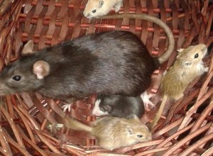Крыса усыновила мышат, которых ей дали на съедение