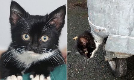 В Великобритании спасли котенка, застрявшего в мусорном баке