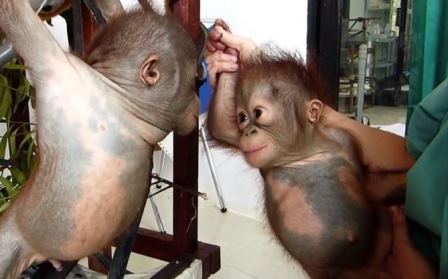 Малыш орангутан Гито познакомился с орангутаном Асокой