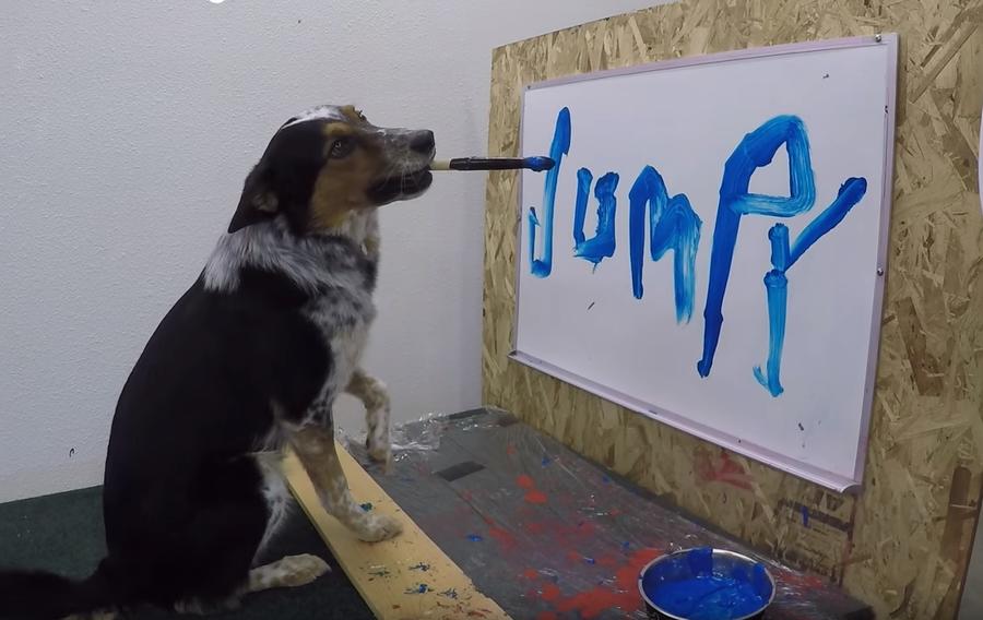 Дрессированный пес Джампи научился писать свое имя