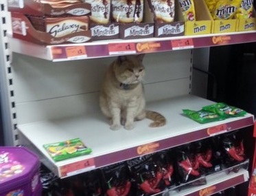 Кот, которого невозможно выгнать из магазина