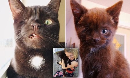 Одноглазый кот Уэсли прославился в интернете
