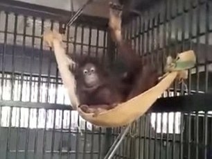 Самка орангутана сама научилась делать себе гамак