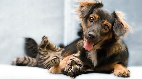 Собаки любят хозяев в пять раз больше, чем кошки