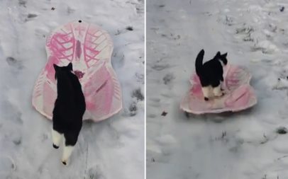 Кот из штата Виргиния научился скатываться на санках с горки