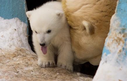 Первая прогулка белого медвежонка из зоопарка Новосибирска