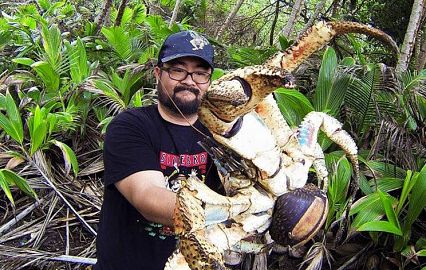Турист обнаружил огромного кокосового рака