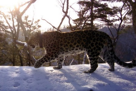 Леопард-долгожитель Алексей живет в национальном парке 