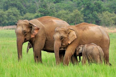 Слоны оказались самыми заботливыми и чуткими животными