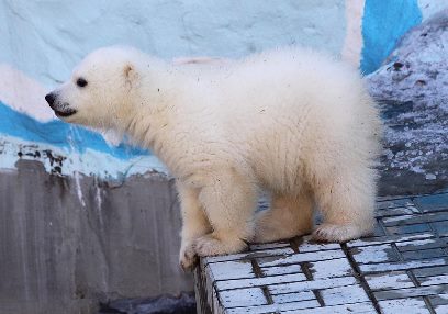 Белый медвежонок из зоопарка Новосибирска оказался мальчиком