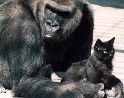 Читать Горилла Метта из Ростовского зоопарка обожала кошек как своих детей