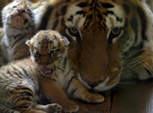Китайский зоопарк показал четырех недельных амурских тигрят