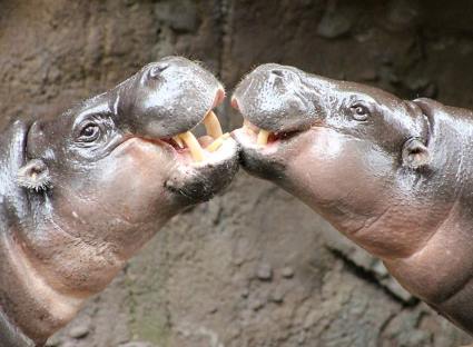 Паре карликовых бегемотов устроили свидание в зоопарке Таронга