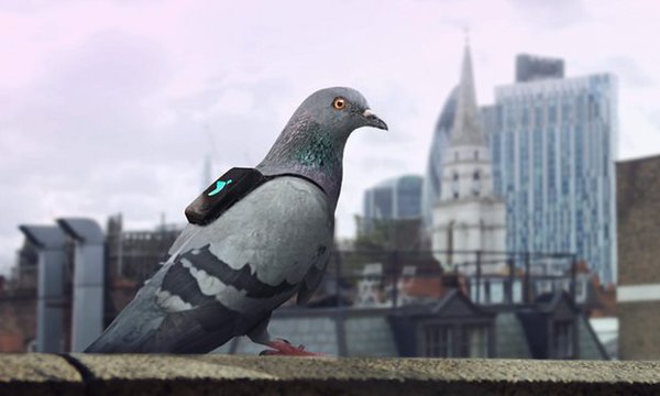 В Лондоне голуби будут следить за качеством воздуха
