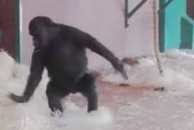 Горилла из британского зоопарка удивила всех способностью танцевать