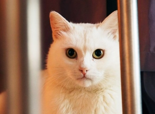 В Казани спасли кота, который жил с пулей в животе. Кот ищет хозяина!
