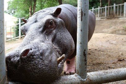 Читать Пострадавший от наводнения зоопарк Тбилиси получит более 100 животных