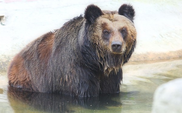 В Китае спасли медведя с 