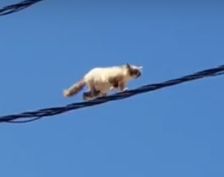 Читать В Алжире спасли кота-экстремала, гулявшего по проводу ЛЭП