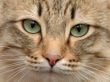 Кошки понимают причинно-следственные связи и законы физики