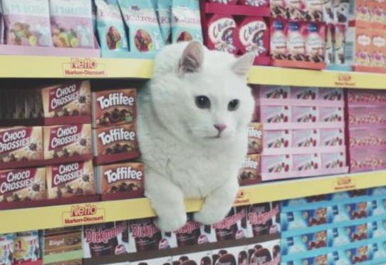 Новая забавная реклама с кошками от сети германских супермаркетов Netto