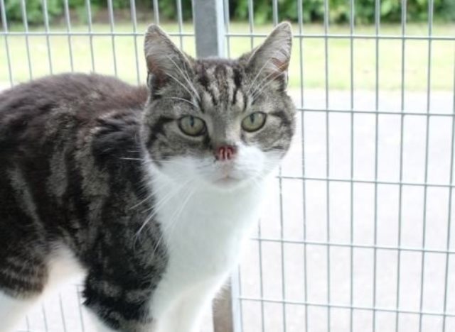 В Великобритании безносый кот нашел хозяина