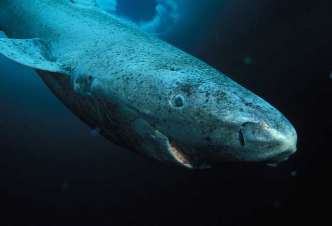 Гренландские акулы могут жить до 400 лет